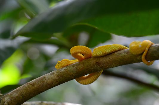 the second yellow viper we saw