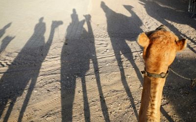 Camel Ranch Eilat 3