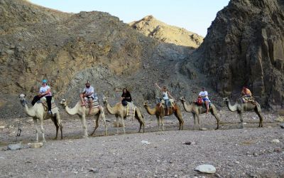 Camel Ranch Eilat 6