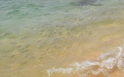 Hikkaduwa Beach Best Beaches In Southern Sri Lanka (17)