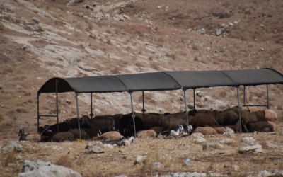 Jordan Valley Close To Jericho West Bank Palestine (25)
