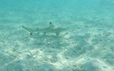 Kurumba Maldives sharks