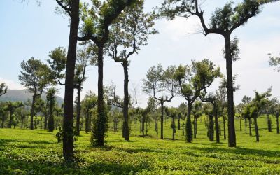 Munnar Tea Plantations And Other Landmarks (1)