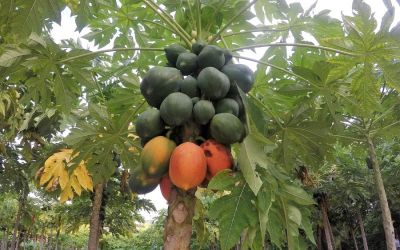 Thoddoo Maldives papaya