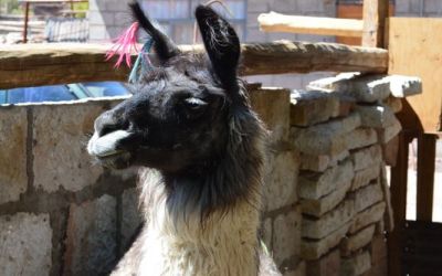 a-domesticated-llama-in-toconao