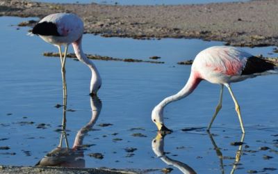 andean-flamingos-at-chaxa-lagoon