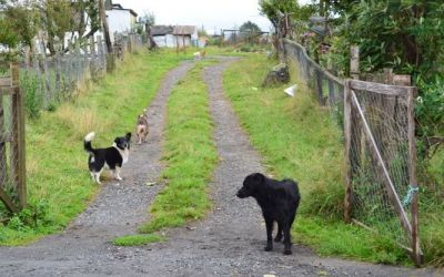 dogs-everywhere-on-quinchao-island