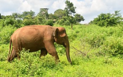 Elephants Udawalawe National Park Sri Lanka (1)