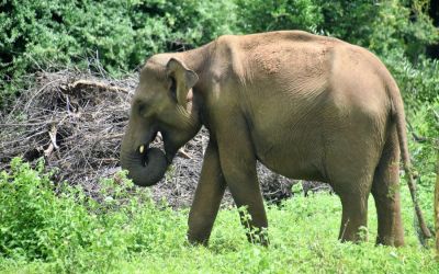 Elephants Udawalawe National Park Sri Lanka (11)