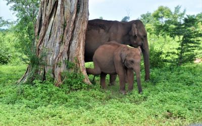 Elephants Udawalawe National Park Sri Lanka (12)