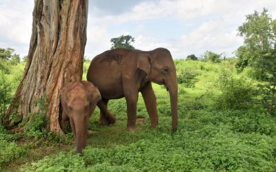 Elephants Udawalawe National Park Sri Lanka (13)