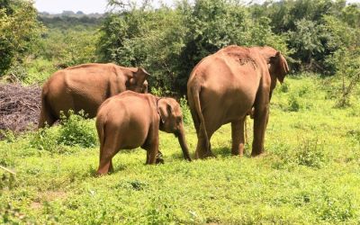 Elephants Udawalawe National Park Sri Lanka (16)