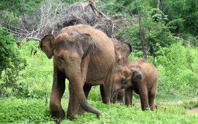 Elephants Udawalawe National Park Sri Lanka (18)