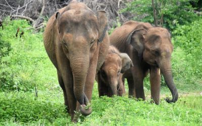 Elephants Udawalawe National Park Sri Lanka (19)