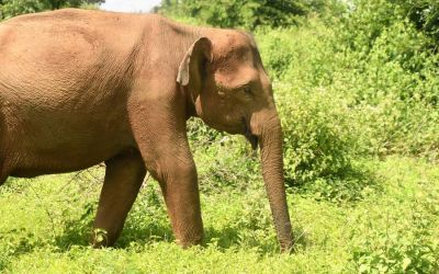 Elephants Udawalawe National Park Sri Lanka (2)