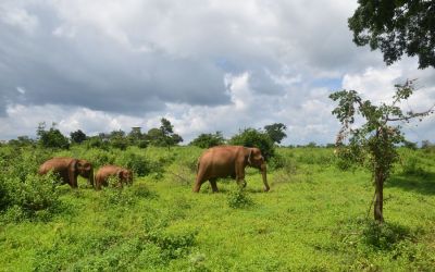 Elephants Udawalawe National Park Sri Lanka (3)