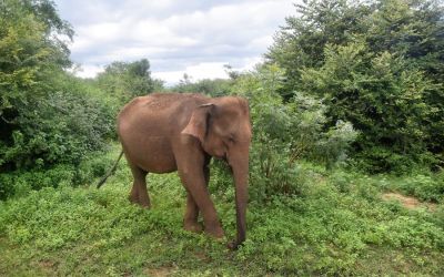 Elephants Udawalawe National Park Sri Lanka (49)