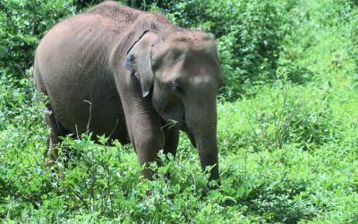 Elephants Udawalawe National Park Sri Lanka (5)