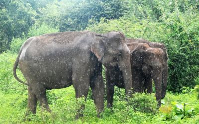 Elephants Udawalawe National Park Sri Lanka (51)