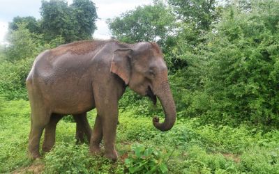Elephants Udawalawe National Park Sri Lanka (52)