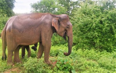Elephants Udawalawe National Park Sri Lanka (53)
