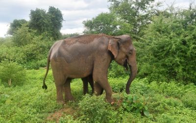 Elephants Udawalawe National Park Sri Lanka (55)