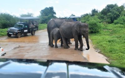 Elephants Udawalawe National Park Sri Lanka (56)