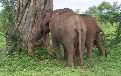 Elephants Udawalawe National Park Sri Lanka (6)