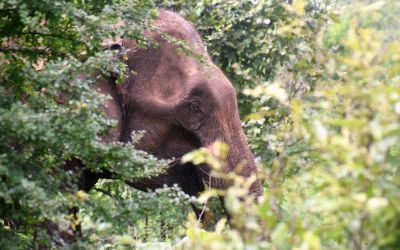Elephants Udawalawe National Park Sri Lanka (60)