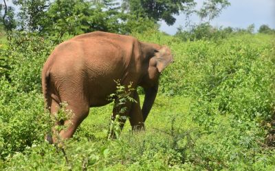 Elephants Udawalawe National Park Sri Lanka (63)