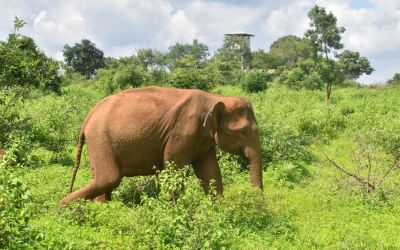 Elephants Udawalawe National Park Sri Lanka (64)
