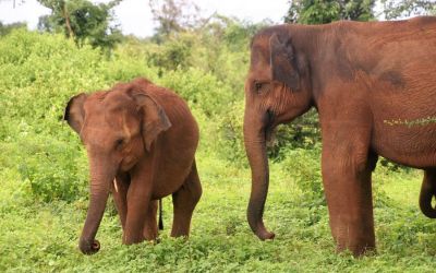 Elephants Udawalawe National Park Sri Lanka (7)