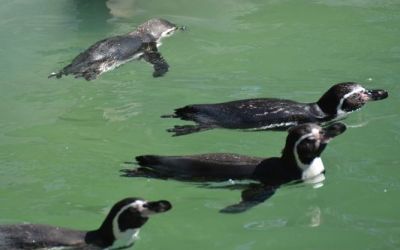 humboldt-penguins-in-national-zoo-in-santiago