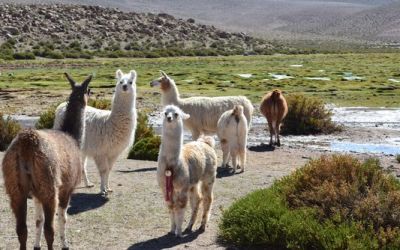 llamas-in-the-andes-on-the-way-back-to-san-pedro-de-atacama