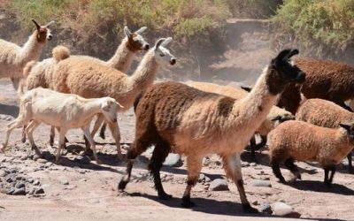 llamas-we-saw-on-the-way-back-from-pukara-de-quitor-to-san-pedro-de-atacama