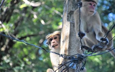 Monkeys Sri Lanka Travel (1)