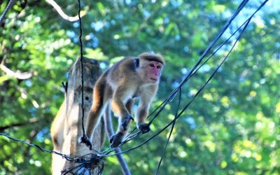 Monkeys Sri Lanka Travel (2)