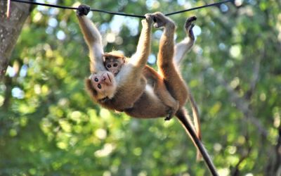 Monkeys Sri Lanka Travel (4)