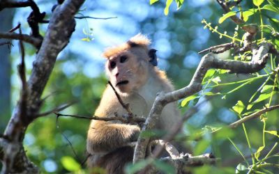 Monkeys Sri Lanka Travel (6)