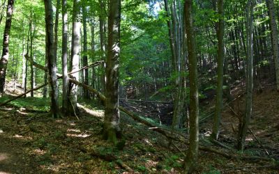 Primeval Forest Stuzica In Poloniny Slovakia (11)