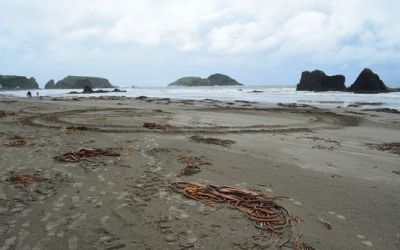 punihuil-pinguinera-beach-and-algae