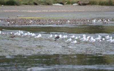 sea-gulls-on-chullec-beach
