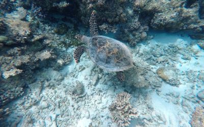 Gaafaru Maldives snorkeling with turtles