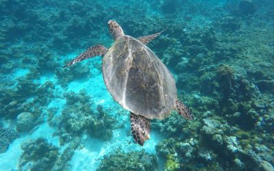 Gaafaru Maldives snorkeling with turtles