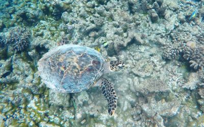 Gaafaru Maldives snorkeling with turtles