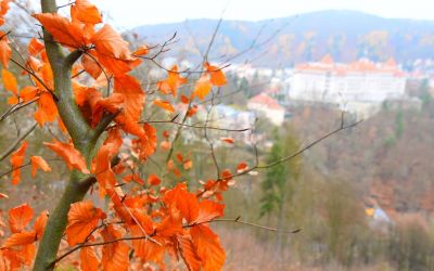 Things To Do In Karlovy Vary Czech Republic Lazenske Lesy Spa Forest 58