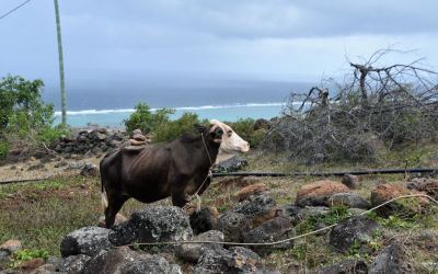 Top Things To Do On Rodrigues Island Mauritius (19)
