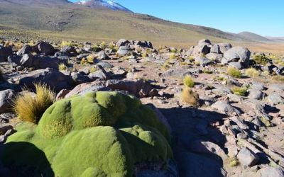 yareta-plant-in-the-andes