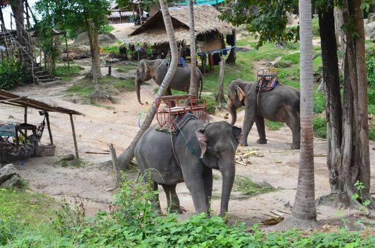Mr Pong paradise elephants on Ko Phangan island