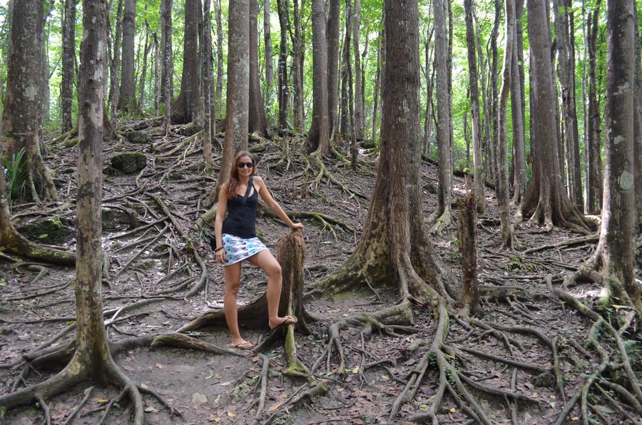 Mahogany man-made forest Bohol
